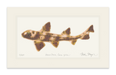 Horn Shark Print