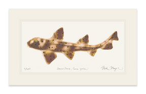 Horn Shark Print