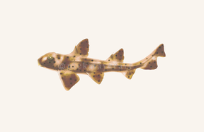 watermark