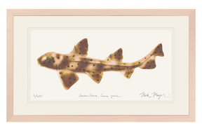 Horn Shark Print
