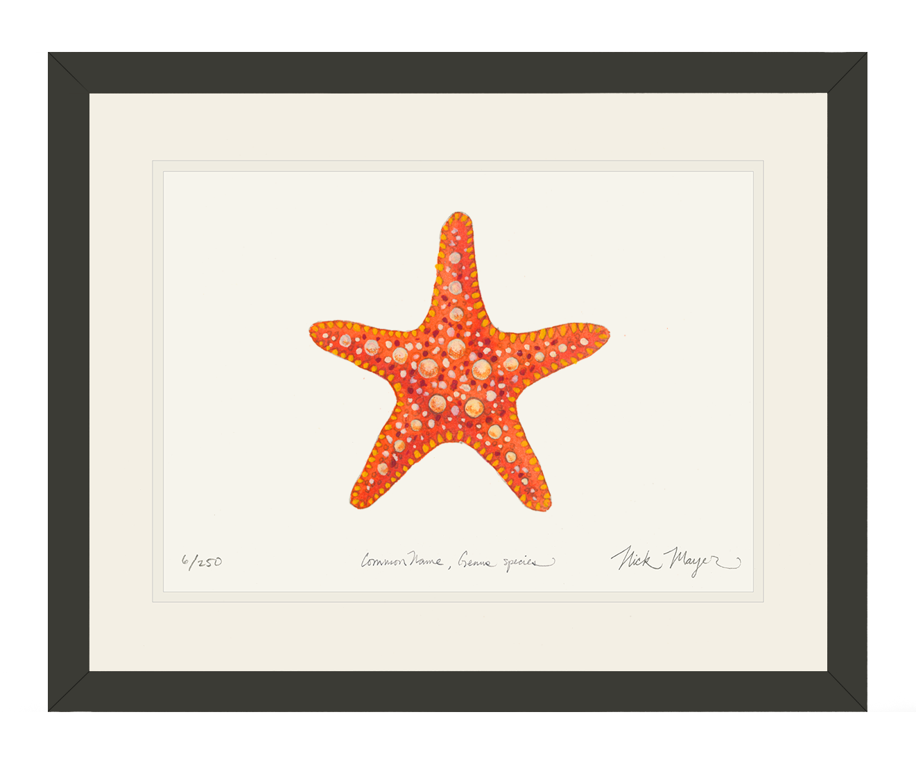 Horned Sea Star Limited Edition Print