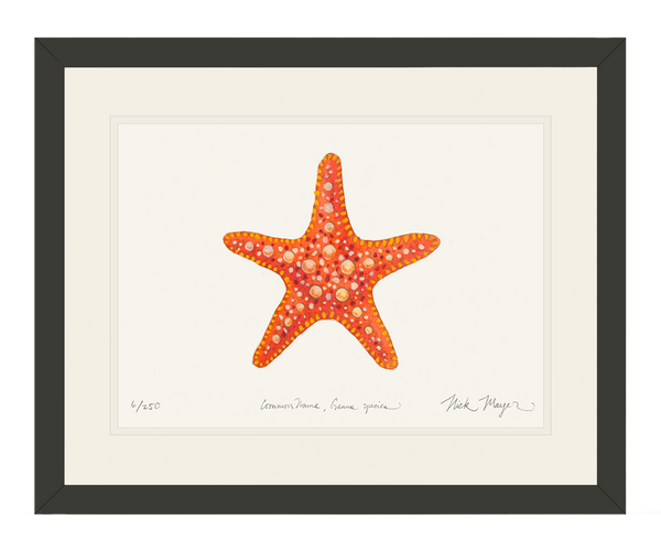 Horned_Sea_Star_bl_grande.png?