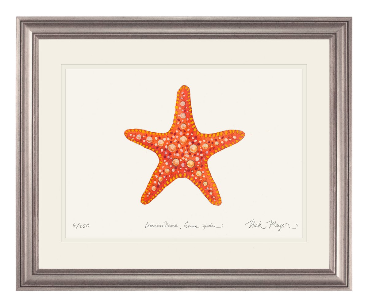 Horned_Sea_Star_si.png?v=