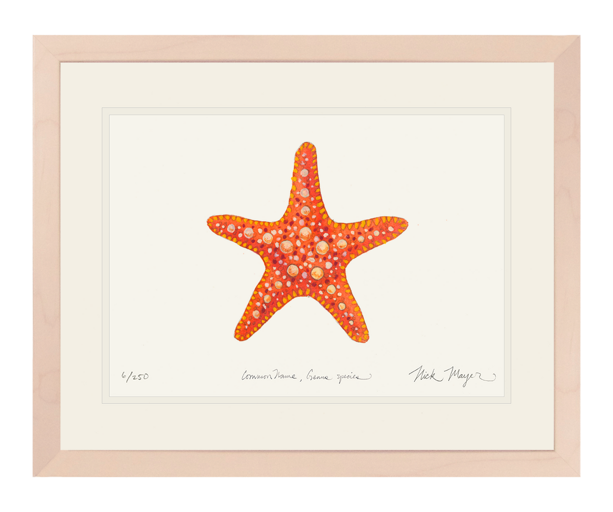 Horned_Sea_Star_ww.png?v=