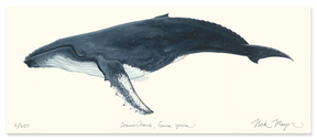 Humpback Whale Masterwork Canvas