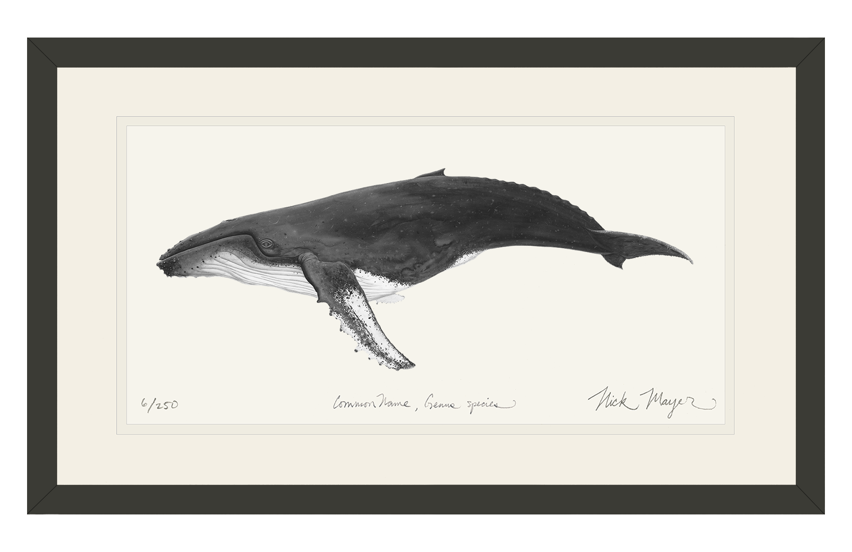 Humpback Whale Limited Edition Print (B&W)
