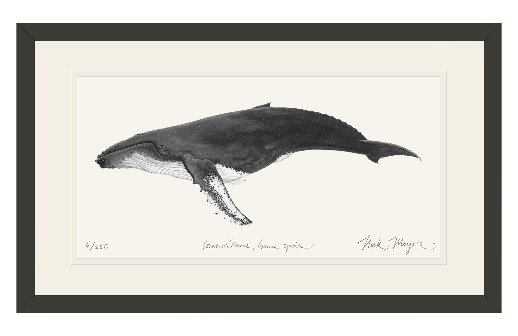 Humpback Whale Print (b&w)