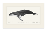 Humpback Whale Print (b&w)