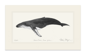 Humpback Whale Print (b&w)