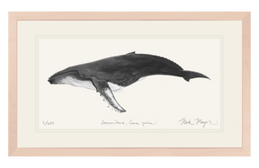 Humpback Whale Print (b&w)