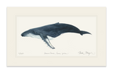 Humpback Whale Print