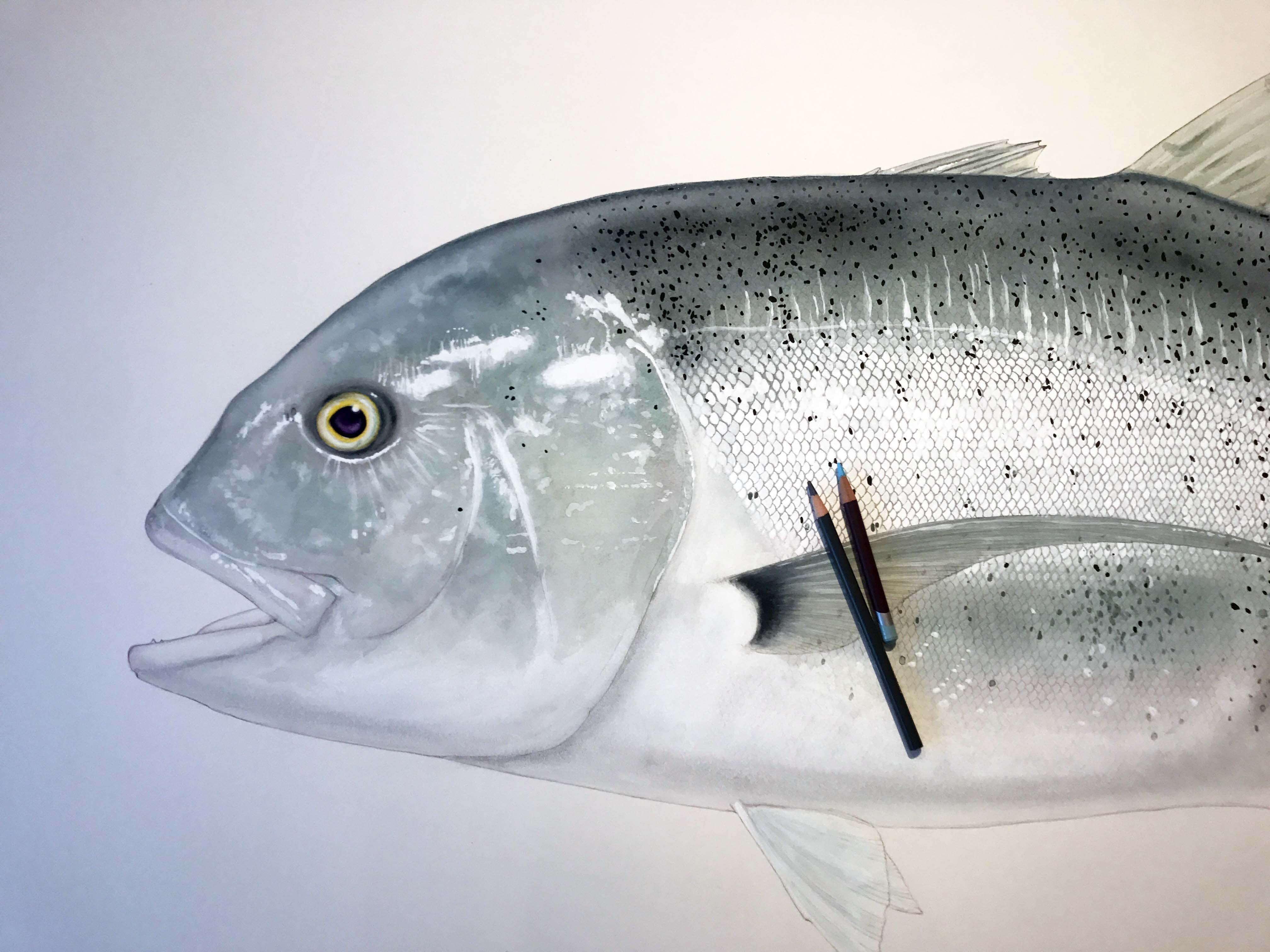 Giant Trevally 1 Limited Edition Print
