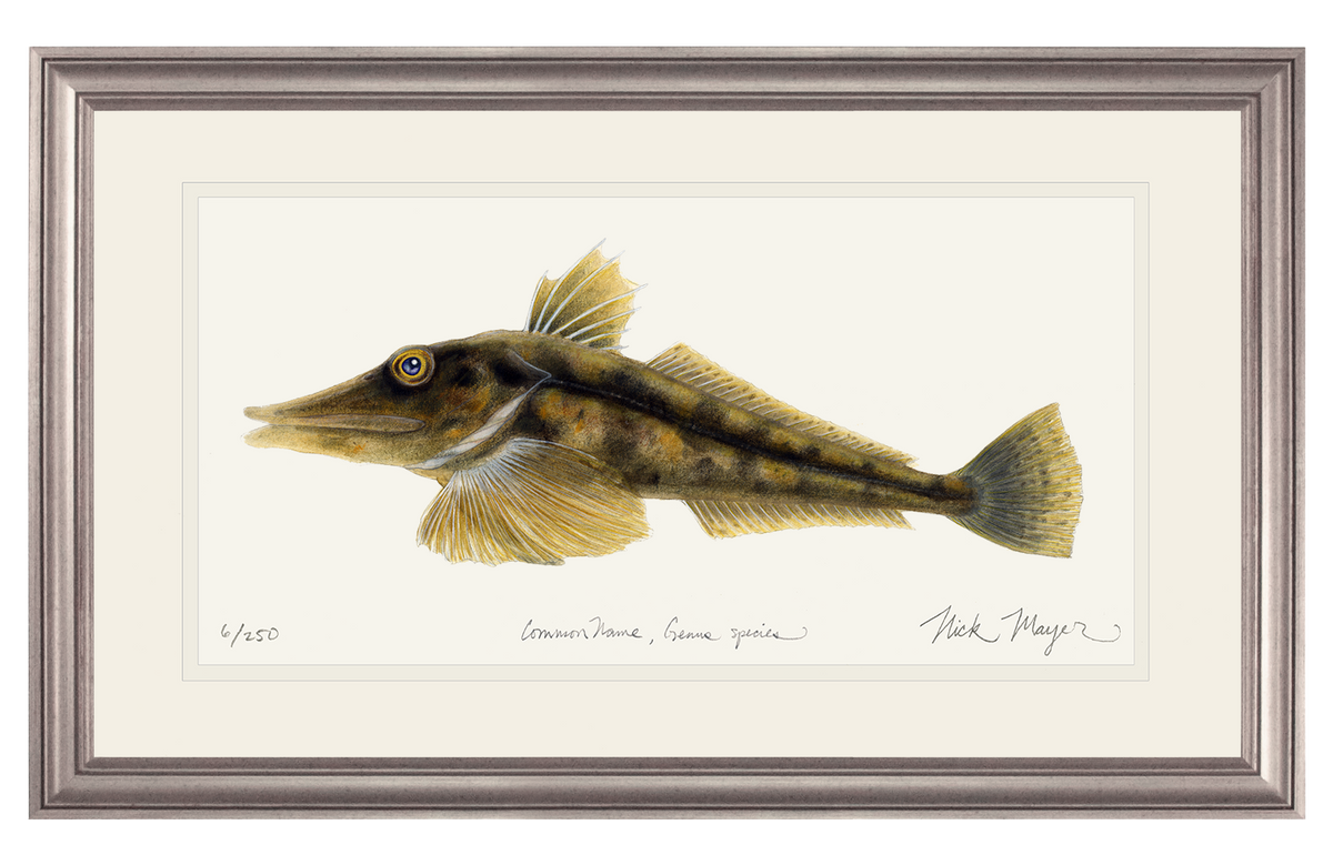 Antarctic Icefish Print