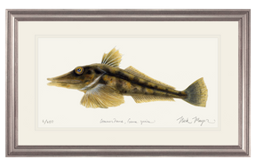 Antarctic Icefish Print