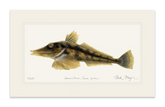 Antarctic Icefish Print