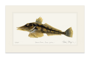 Antarctic Icefish Print