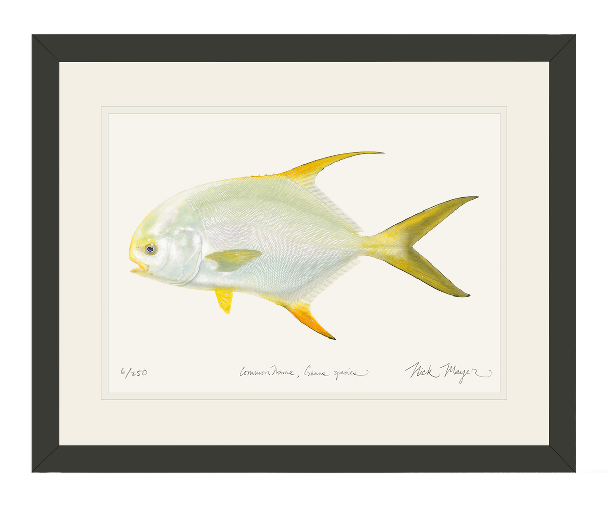 Indo Pacific Permit I Print