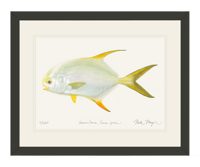 Indo Pacific Permit I Print