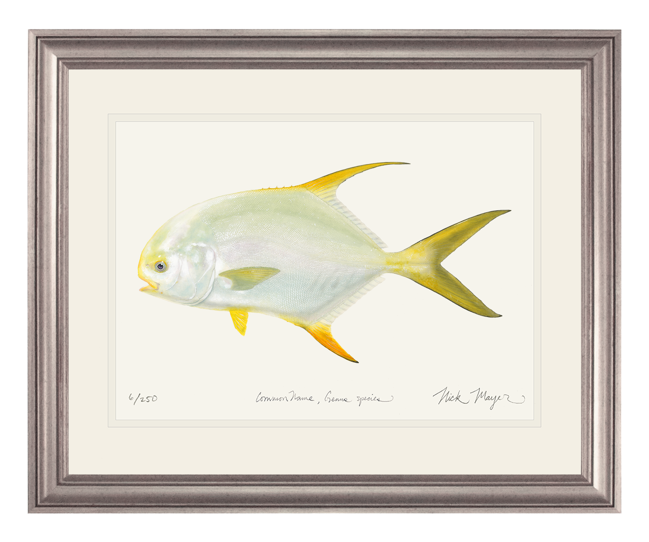 Indo Pacific Permit I Limited Edition Print