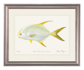 Indo Pacific Permit I Print