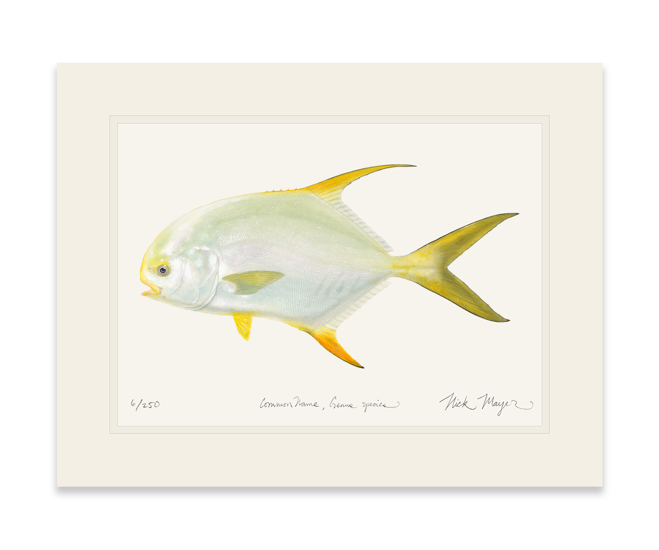 Indo Pacific Permit I Limited Edition Print