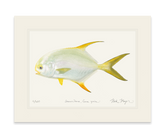 Indo Pacific Permit I Print