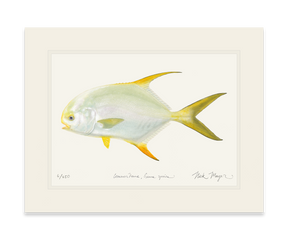 Indo Pacific Permit I Print
