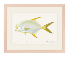 Indo Pacific Permit I Print