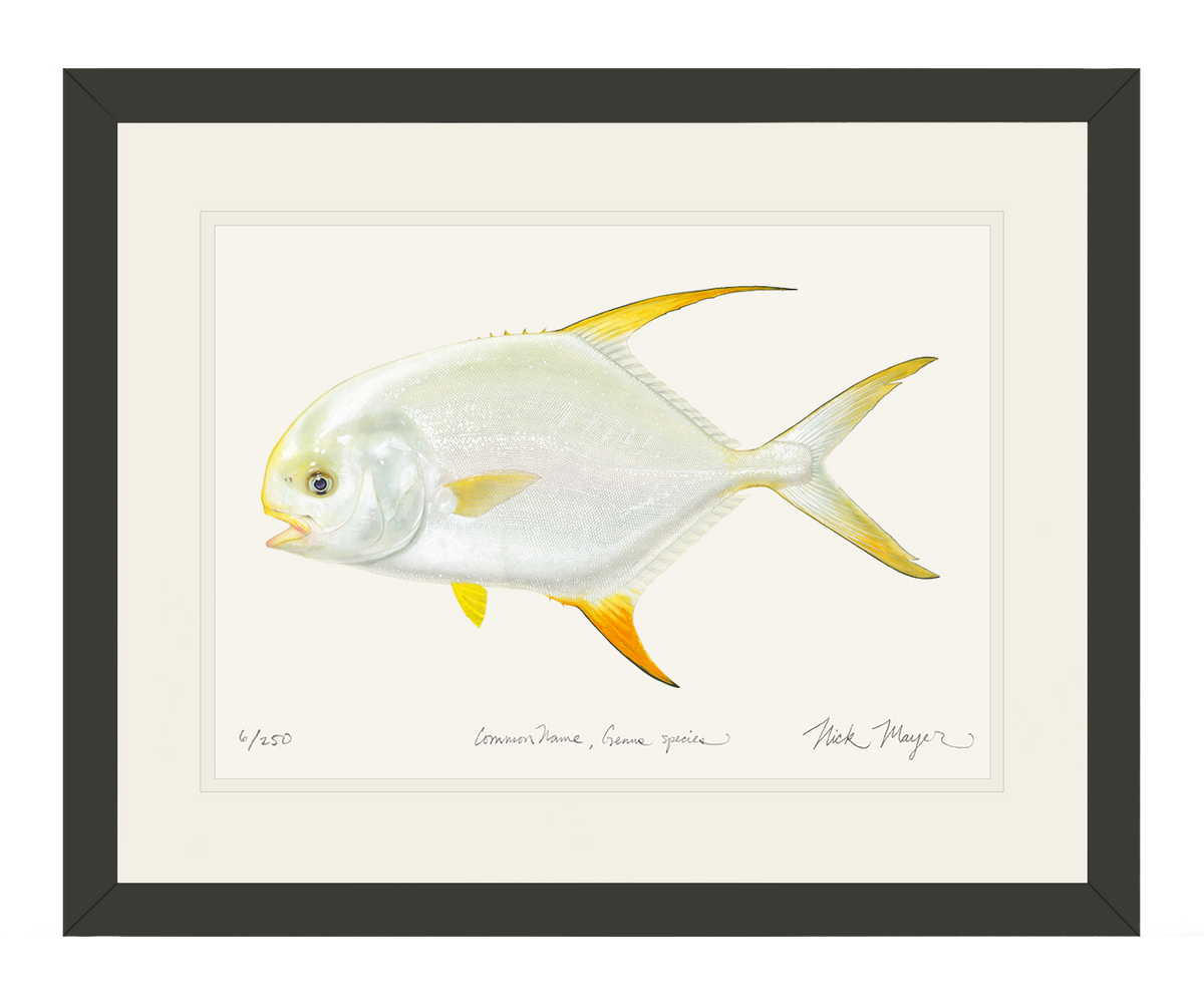 Indo Pacific Permit II Print