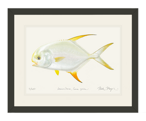 Indo Pacific Permit II Print