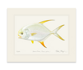 Indo Pacific Permit II Print