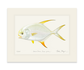 Indo Pacific Permit II Print