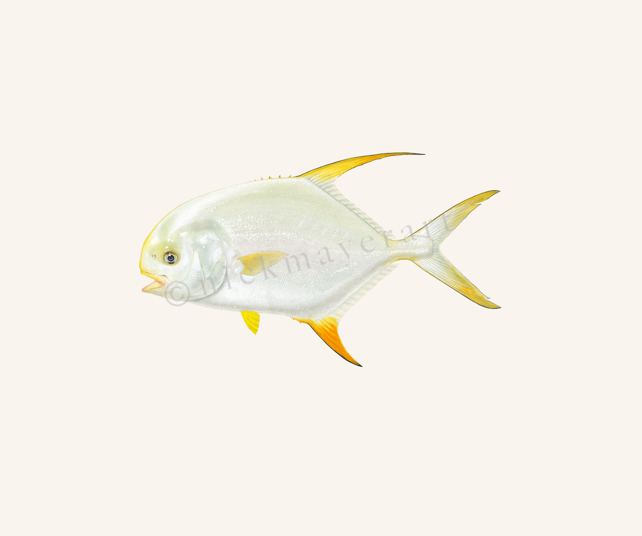 watermark