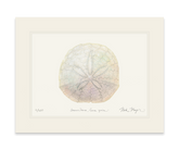 Ivory Sand Dollar II Print