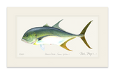 Jack Crevalle Print