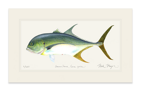 Jack Crevalle Print