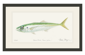 Jack Mackerel Print