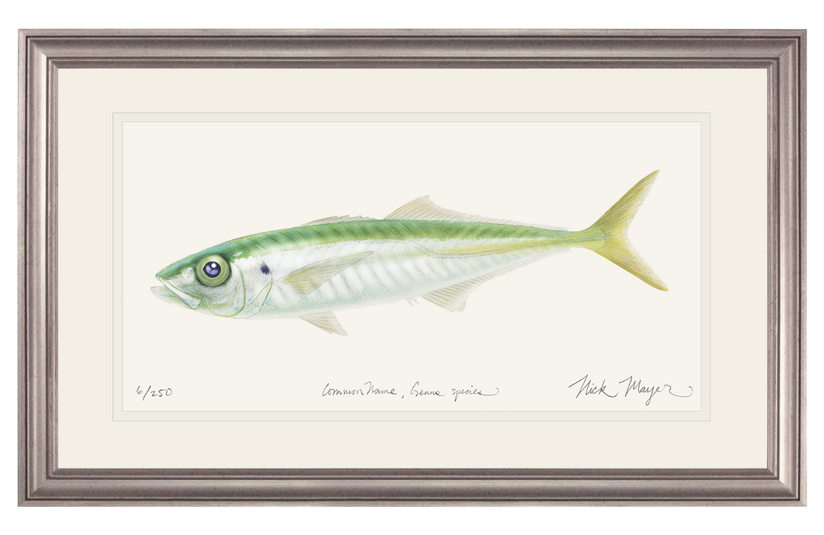 Jack Mackerel Print