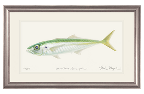 Jack Mackerel Print