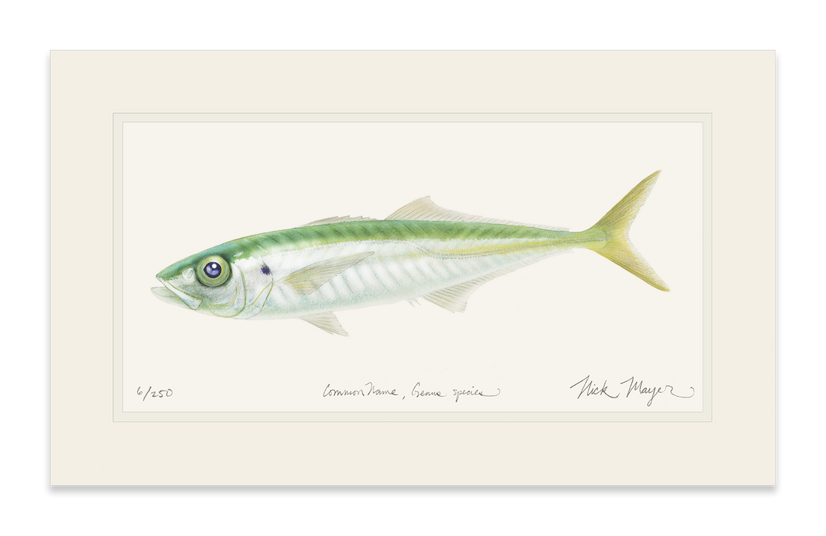 Jack Mackerel Print