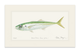 Jack Mackerel Print