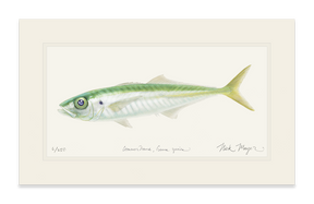 Jack Mackerel Print