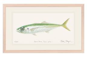 Jack Mackerel Print