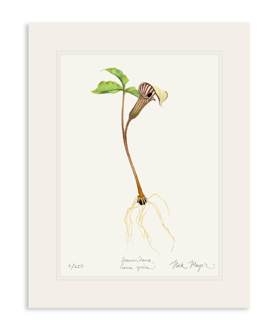 Jack in the Pulpit Wildflower Print