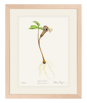Jack in the Pulpit Wildflower Print