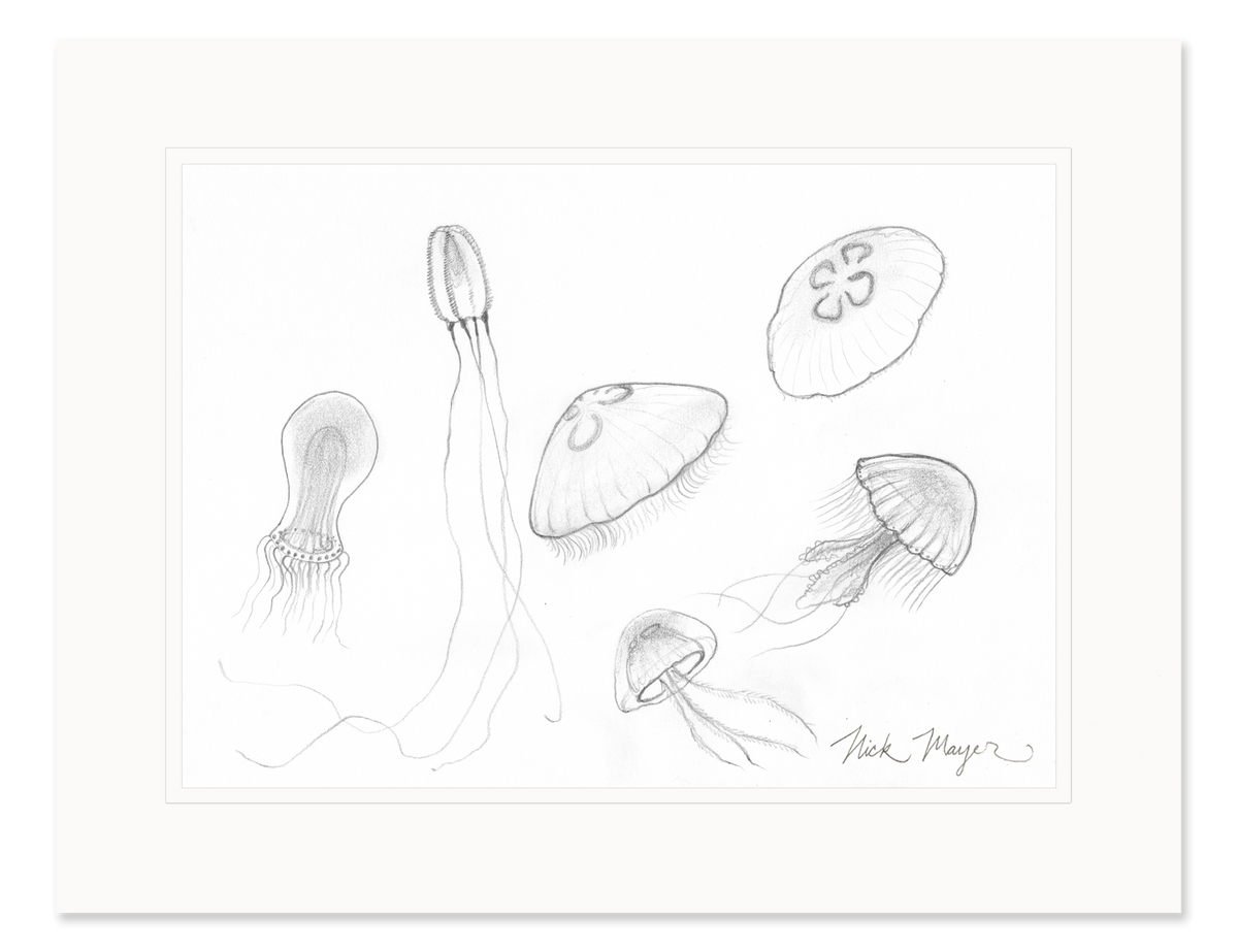 Jellyfish Study Original Pencil Sketch