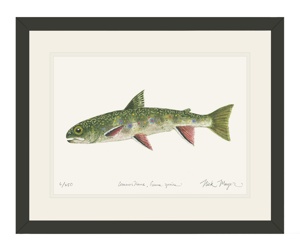 Juvenile_Brook_Trout_bl.png?v=