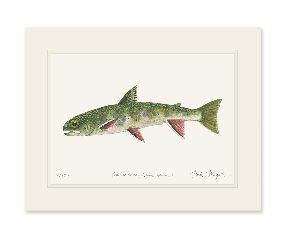 Juvenile Brook Trout Print
