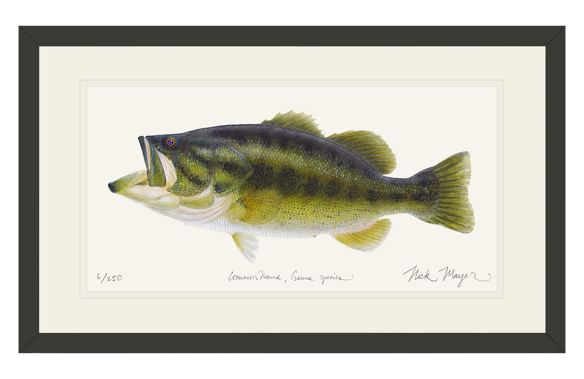 Largemouth Bass I Print