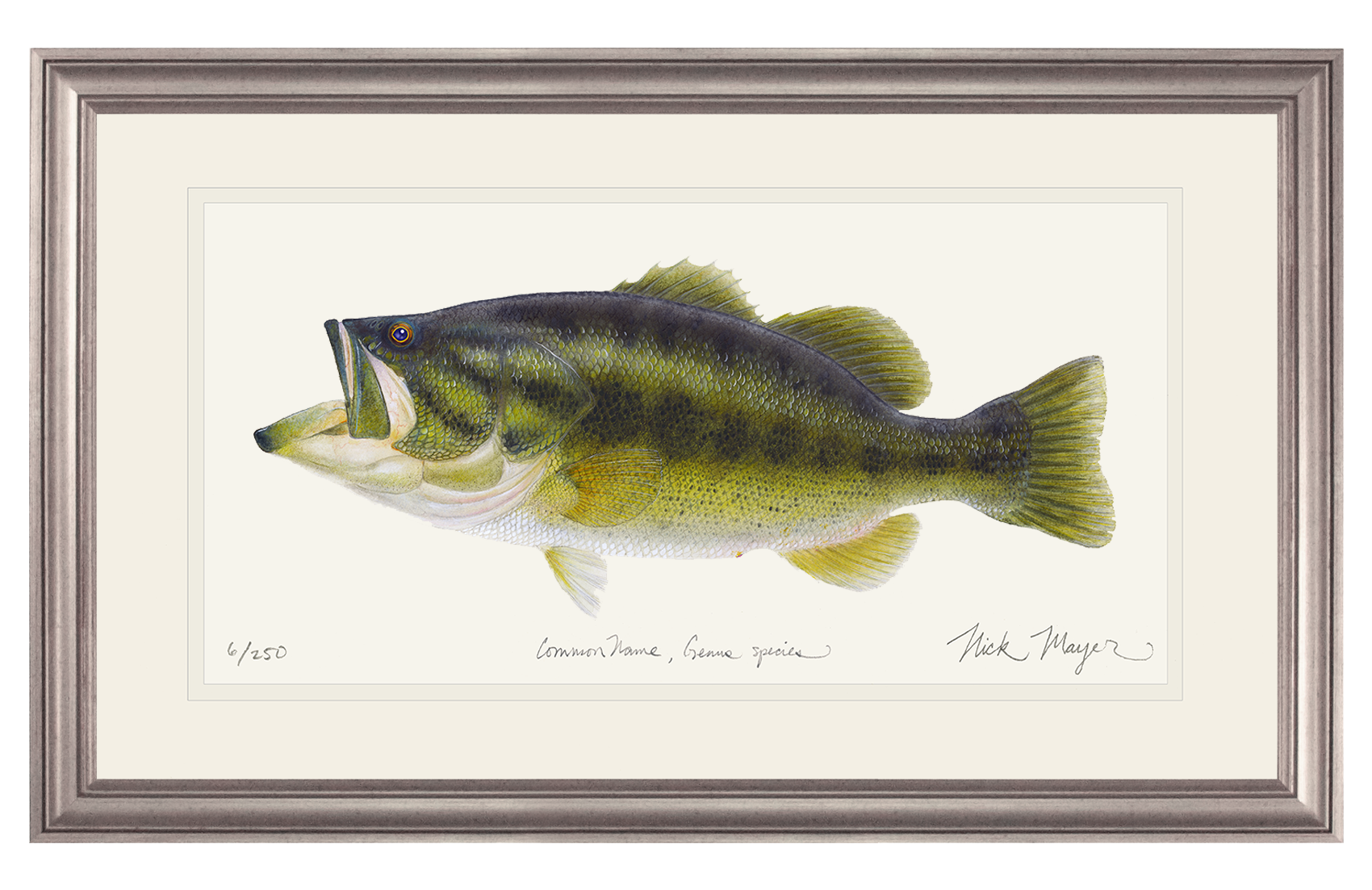 Largemouth Bass I Limited Edition Print